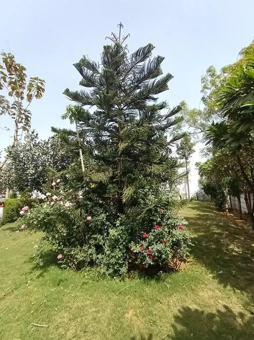 Vila Achal Farm जंगल में मंगल Gurgáon 0*,  Indie
